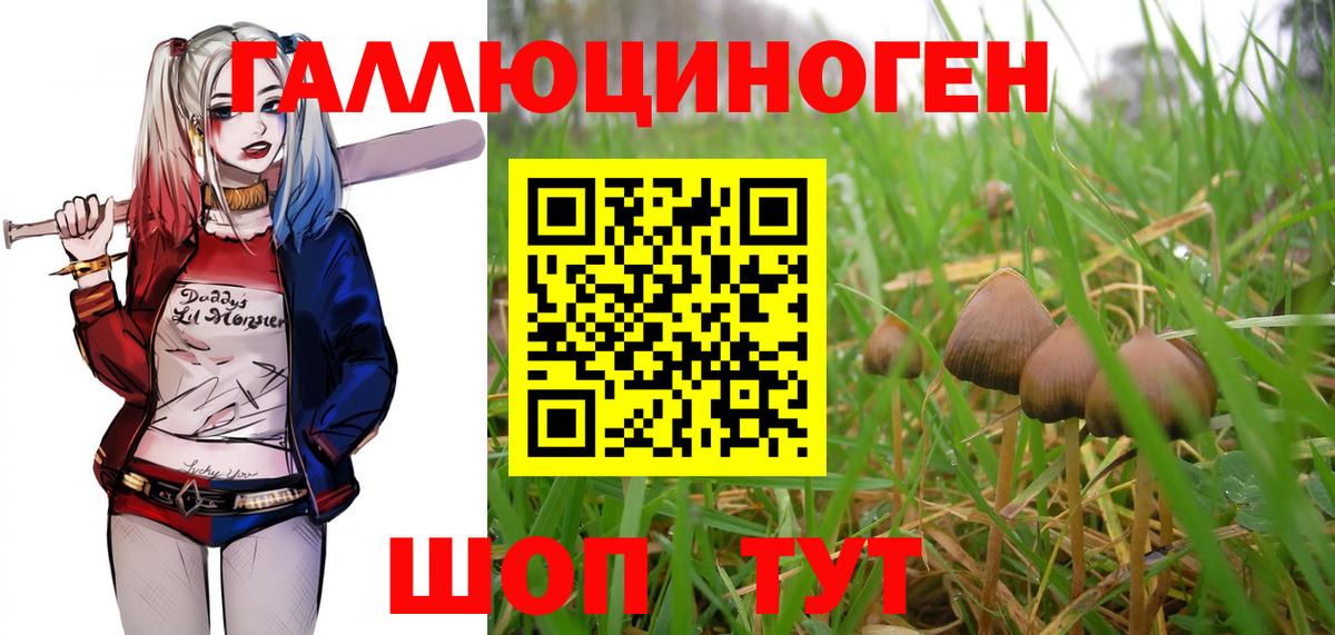 Псилоцибиновые грибы Psilocybe  Вход с VPN  Новокузнецк 